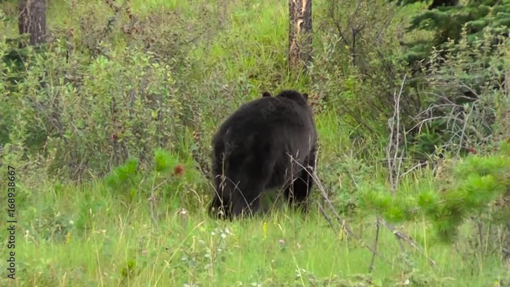 Wild bear Wild bear