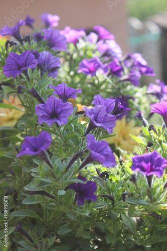 Fleurs violette sur balcon