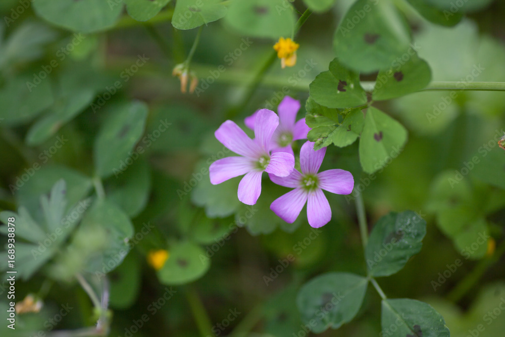 Wood Sorrel Bloom Wood Sorrel Bloom