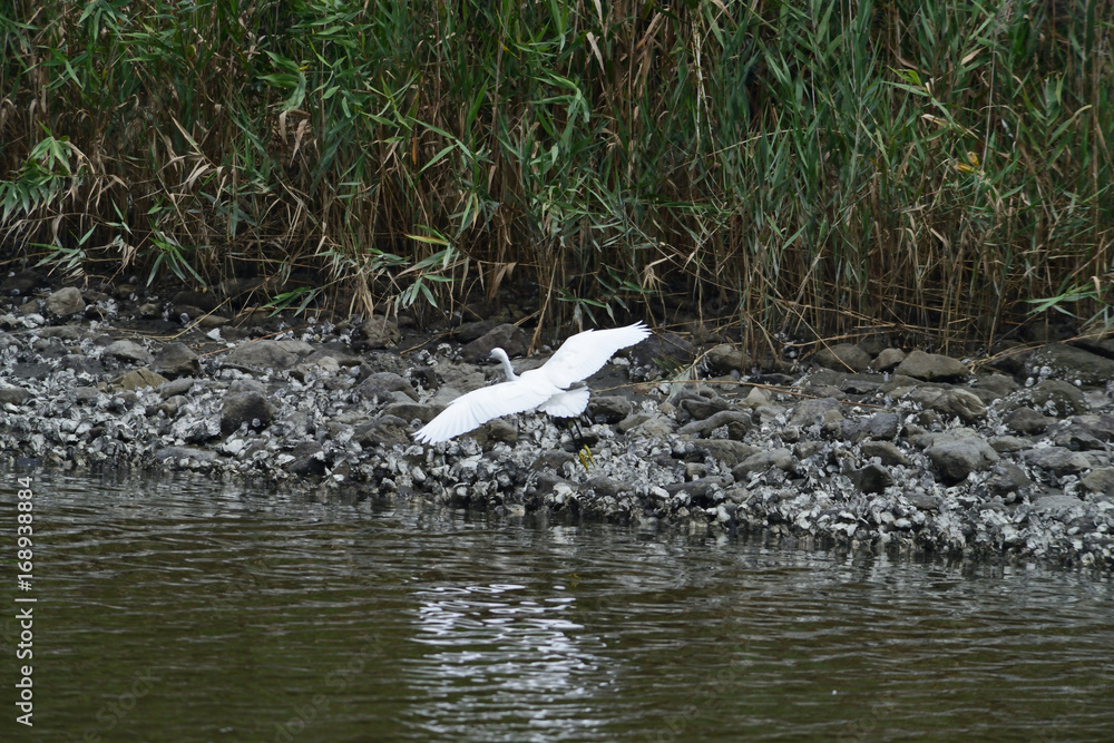 egret egret