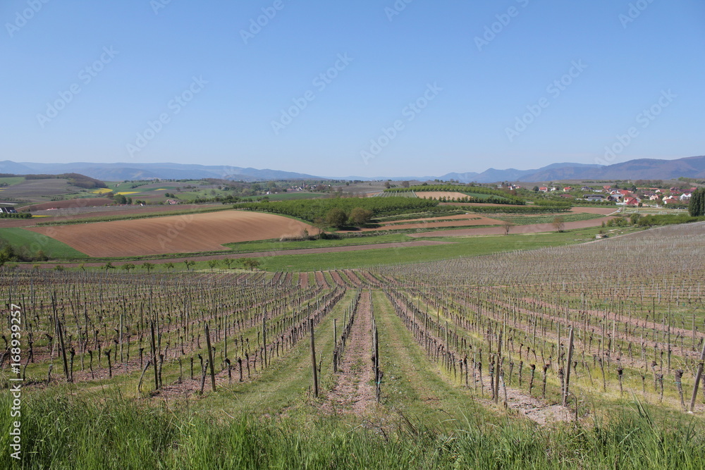 Fototapeta premium Balade autour de Bergbieten, Alsace - France