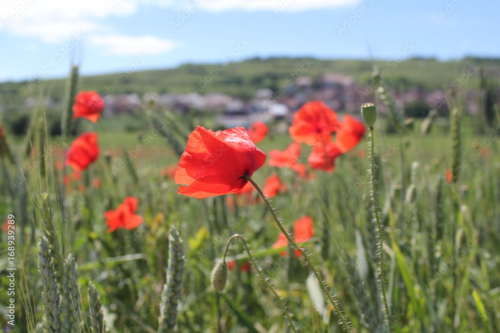 Fototapeta premium Coquelicots dans un champ, Alsace - France