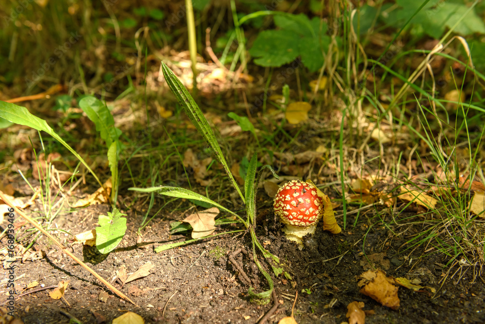 Red-capped mushroom in the forest Red-capped mushroom in the forest