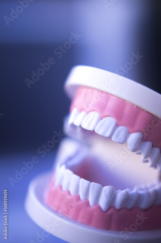 Dentistry teaching tooth model