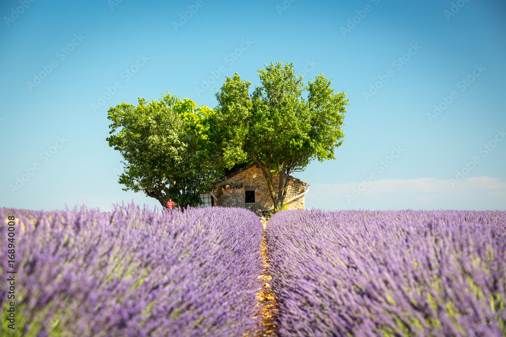 Naklejka premium Beautiful landscape among lavender fields, Valensole, France