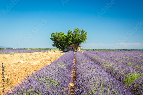 Beautiful landscape among lavender fields  Valensole  France