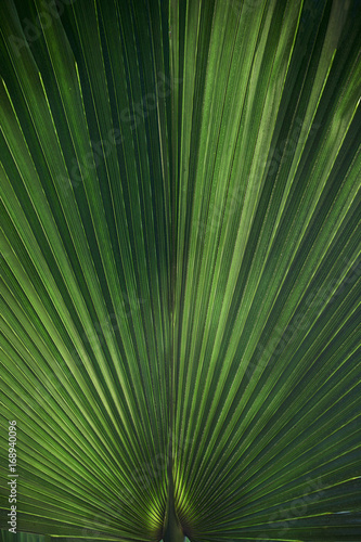 The palm leaf is light and dark green close-up.