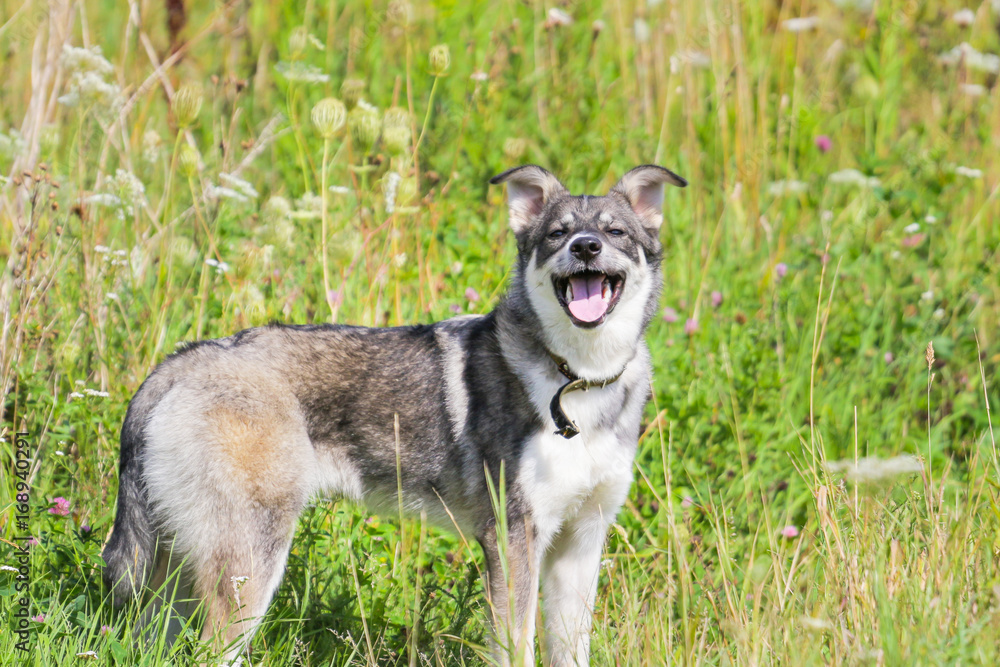 Happy dog resting in the grass