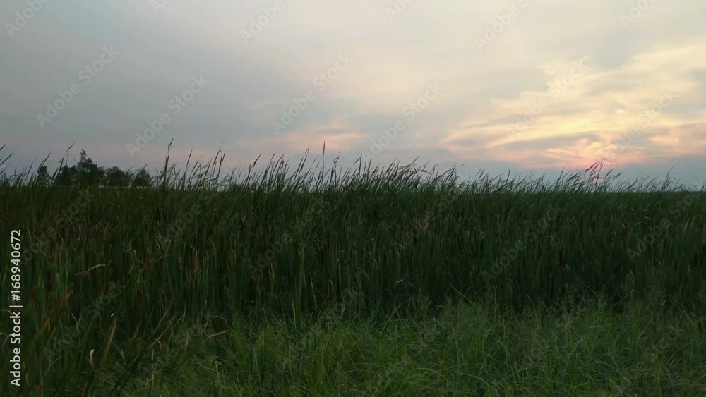 Tall Grass Blowing in the Breeze during Sunset Tall Grass Blowing in the Breeze during Sunset