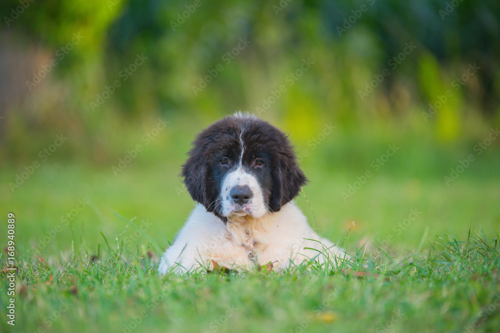 landseer dog puppy water work playing landseer dog puppy water work playing