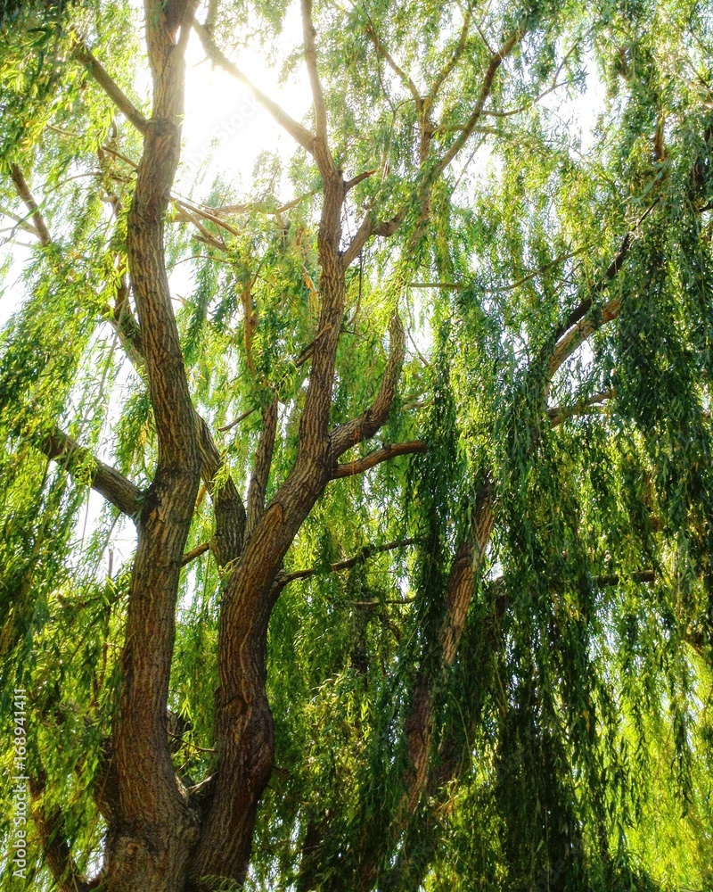 Fototapeta premium All things bright and green.