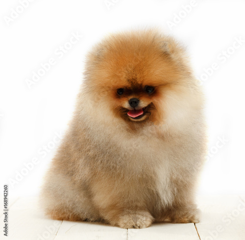 Pomeranian on white background, puppy, dog, isolated