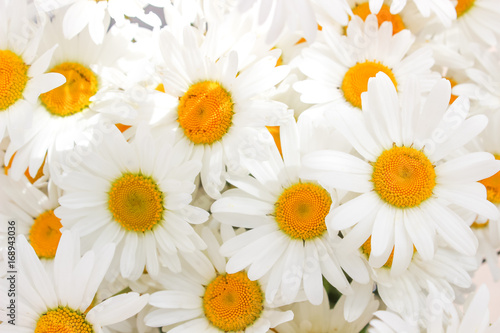 Daisy camomile flower