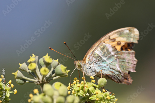 Butterfly feeding on ivy flowers