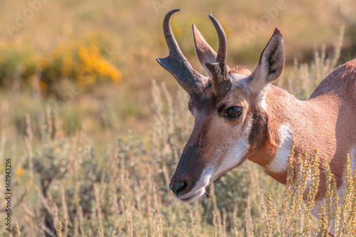 Pronghorn Antelope Buck photo