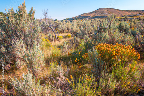 Sagebrush and Yellow Flowers