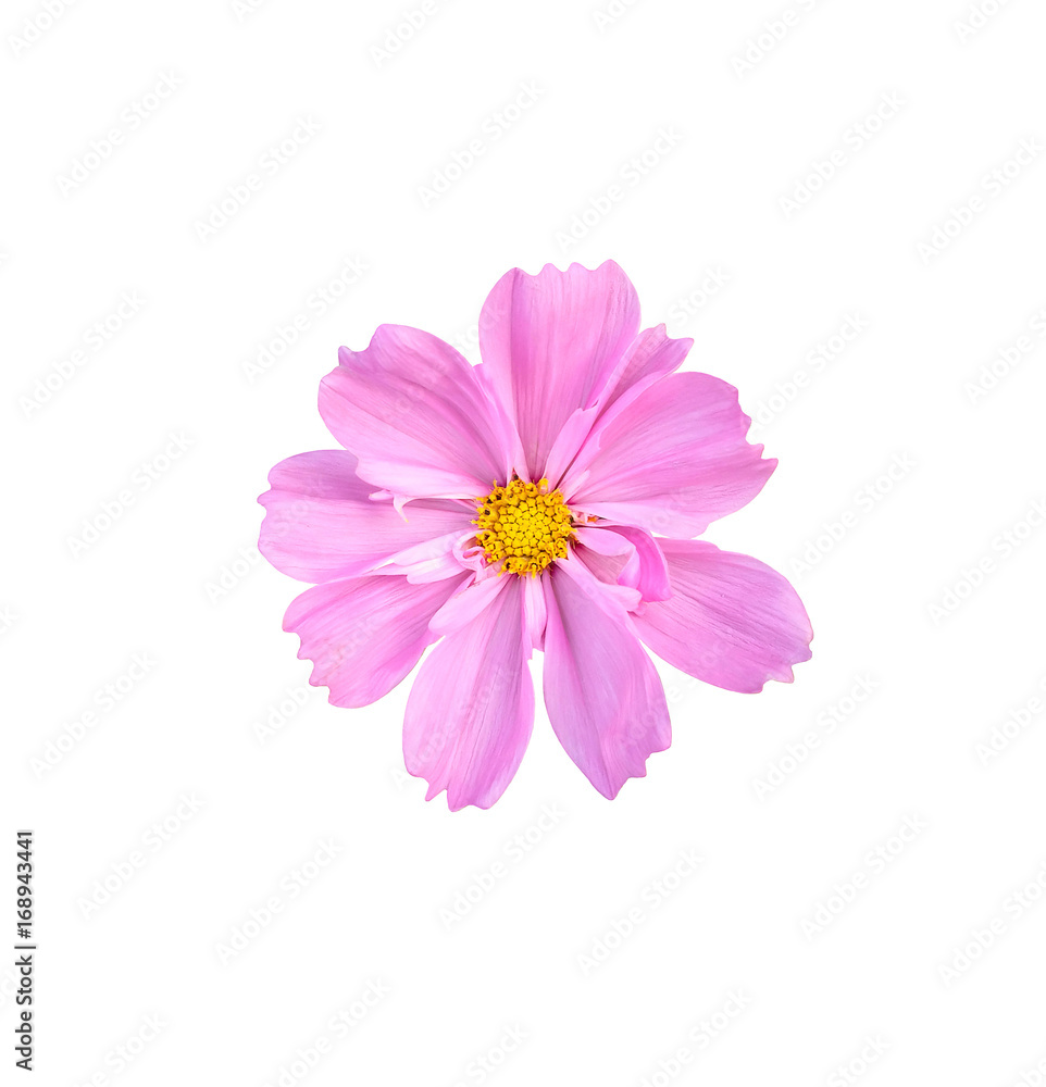 Cosmos flower isolated on white background
