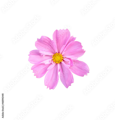 Cosmos flower isolated on white background