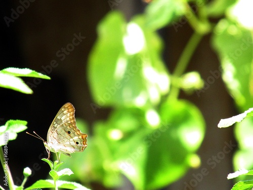 butterfly on a leaf