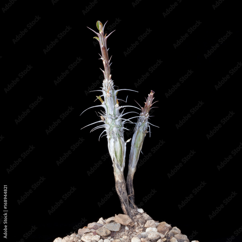 Obraz premium Cactus Still Life #2