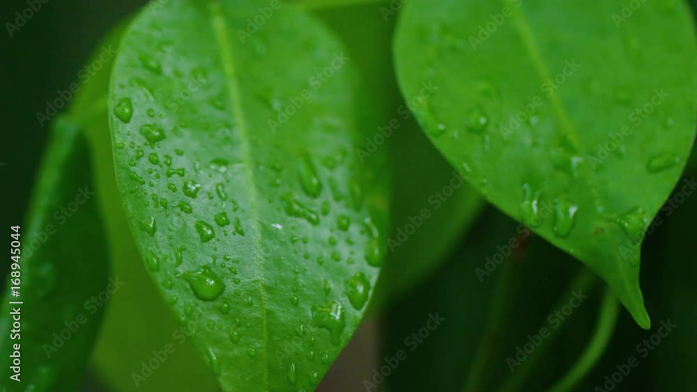 A medium shot of 2 pair of leaves. Panning shot to the right. A medium shot of 2 pair of leaves. Panning shot to the right.