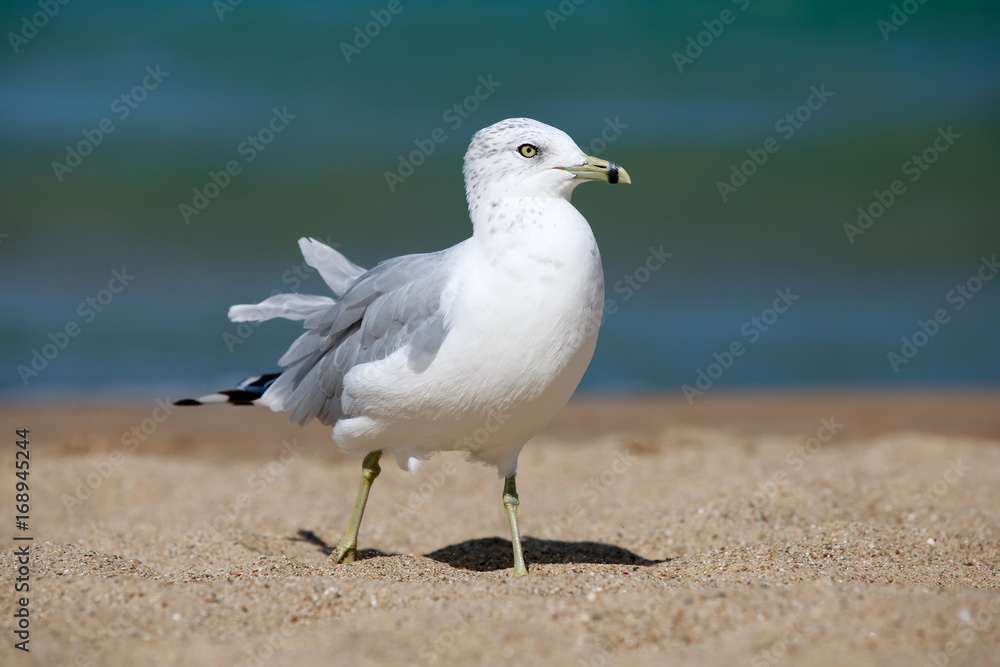 closeup of a seagull (laridae)