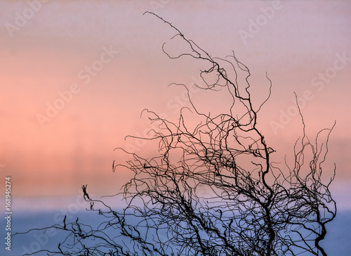 Tree Branch Abstract 