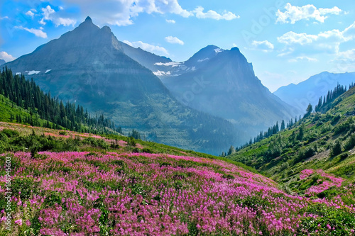 Fireweed blooming in mountains. Glacier National Park. Montana. United States.