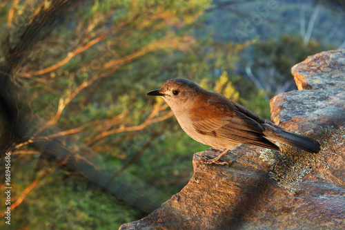 Small Bird - The Blue Mountains - Australia 