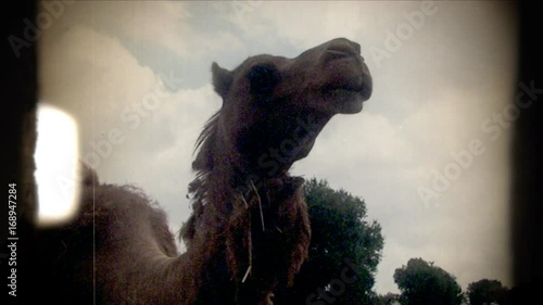Fake 8mm amateur film: a dromedary in an outdoors environment, close-up shot.
 photo