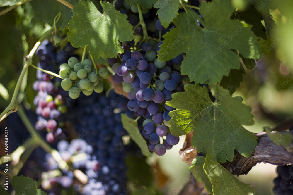 Wine Grapes