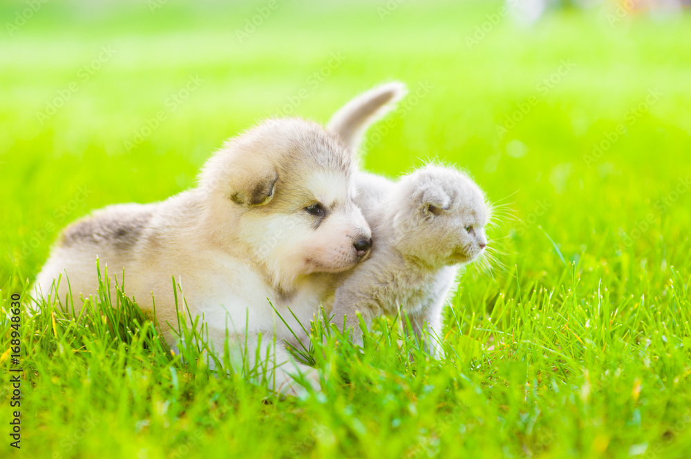 Kitten and puppy walking on green grass Kitten and puppy walking on green grass