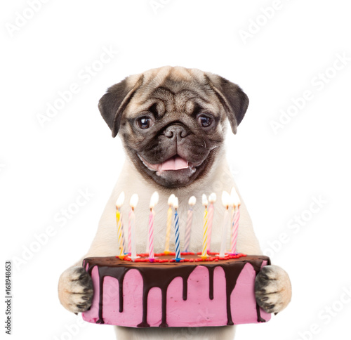 Funny puppy holding birthday cake with many burning candles. isolated on white background