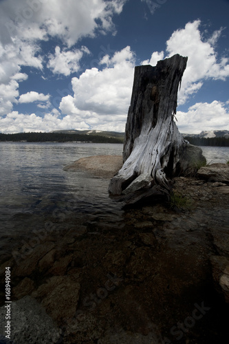 Aged Stump in Clear Lake © japhotoguy