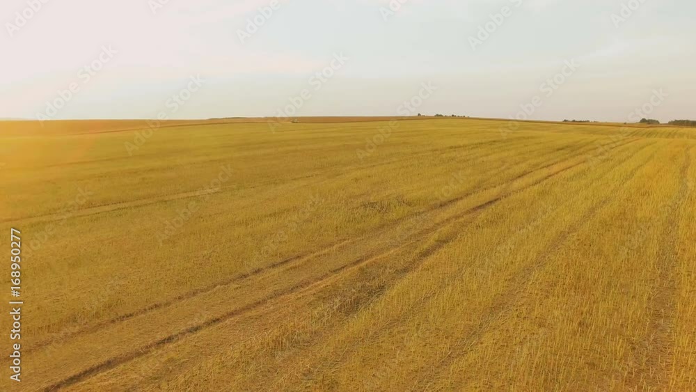 Aerial view overof golden wheat field 4K Aerial view overof golden wheat field 4K