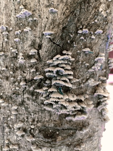Close up of fungus growing on the shadow side of a tree