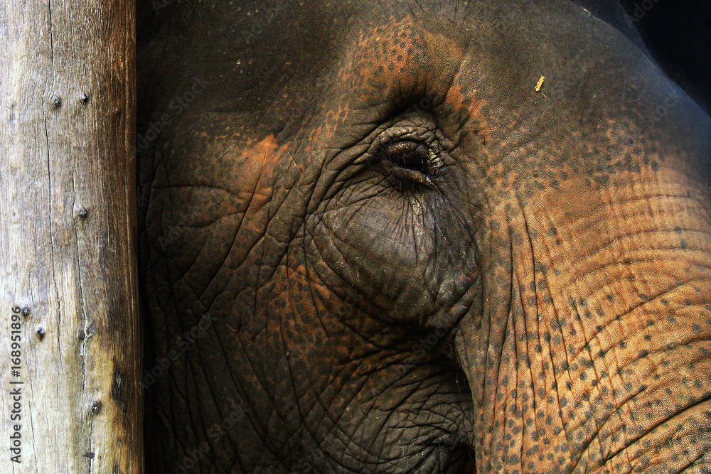 Fototapeta premium elephant
