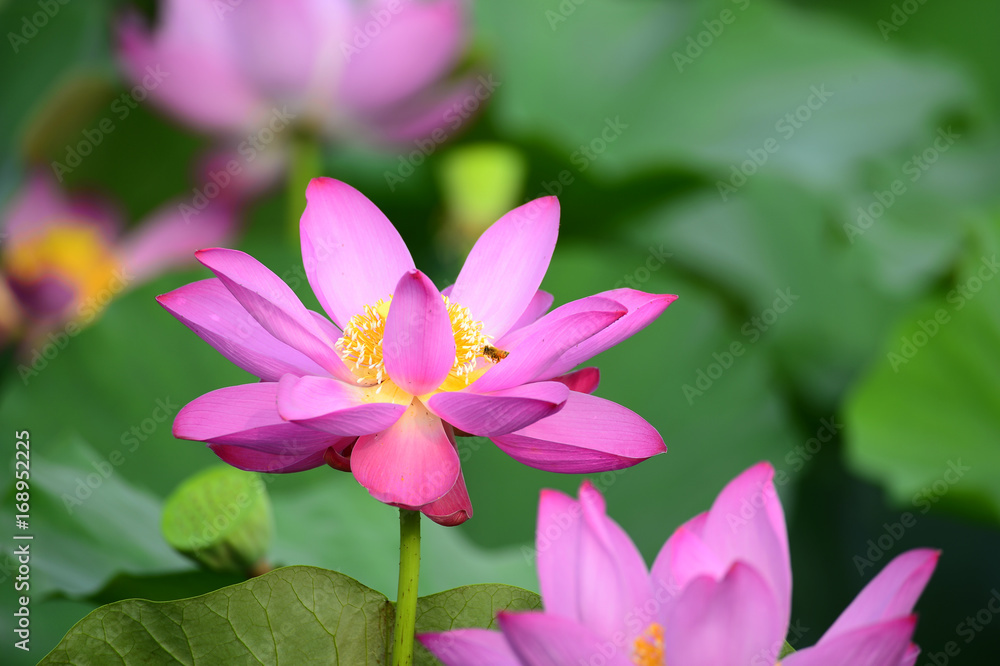 lotus lotus