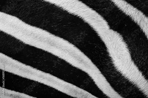 Background texture shot of close-up zebra stripes