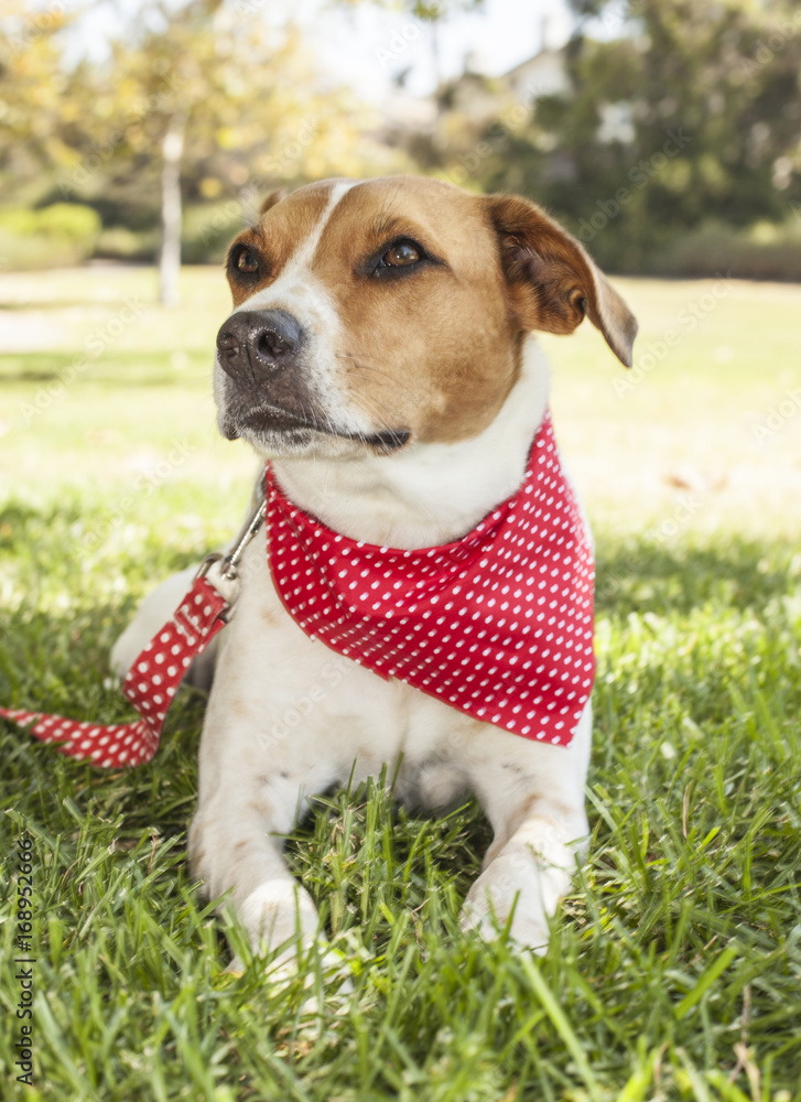 Beagle Portrait