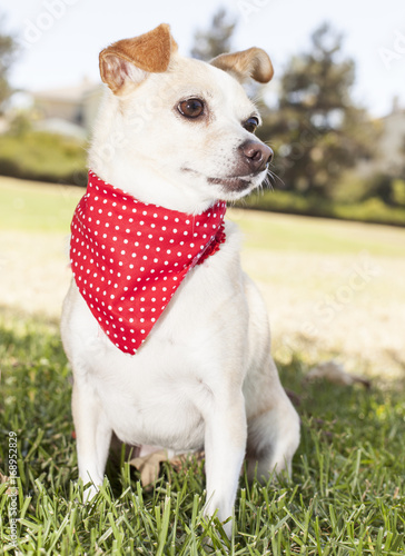 Fototapeta Naklejka Na Ścianę i Meble -  Chihuahua Portrait