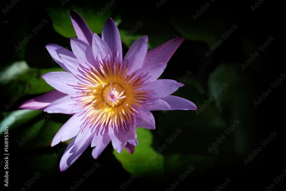 Close-up Yellow Lotus Flower with Reflection on Water Surface in Soft-Focus in The Background. (Selective Focus) Close-up Yellow Lotus Flower with Reflection on Water Surface in Soft-Focus in The Background. (Selective Focus)