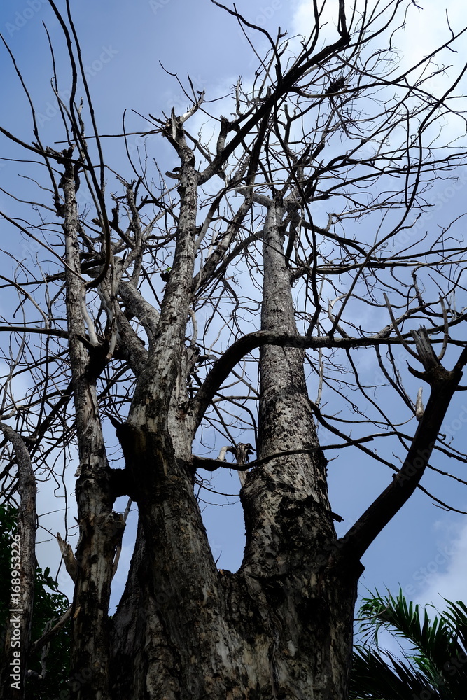 Obraz premium Dried Tree with Blue Sky.