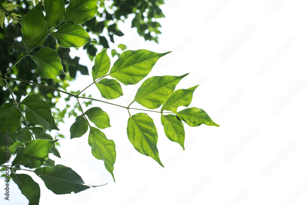 Obraz premium leaf in white background