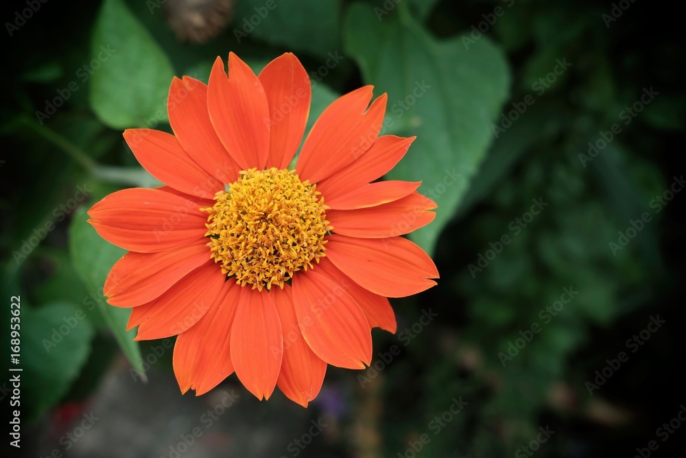 Closed-up Zinnia Flower. Closed-up Zinnia Flower.
