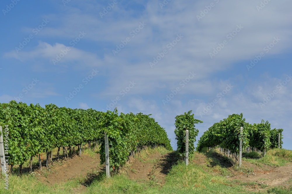 Obraz premium Rows of young grape vines. Vine rows are aligned on the slope of a hill against the blue sky with small white clouds. Beautiful vineyard is situated near Murfatlar in Romania.