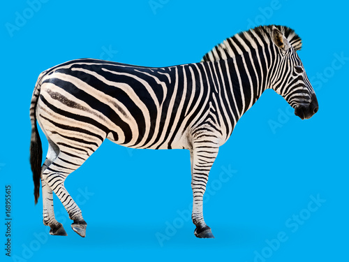 Zebra blue background photo