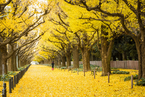 People visit yellow ginkgo trees and yellow ginkgo leaves at Ginkgo avenue.(Icho Namiki) Tokyo,Japan.