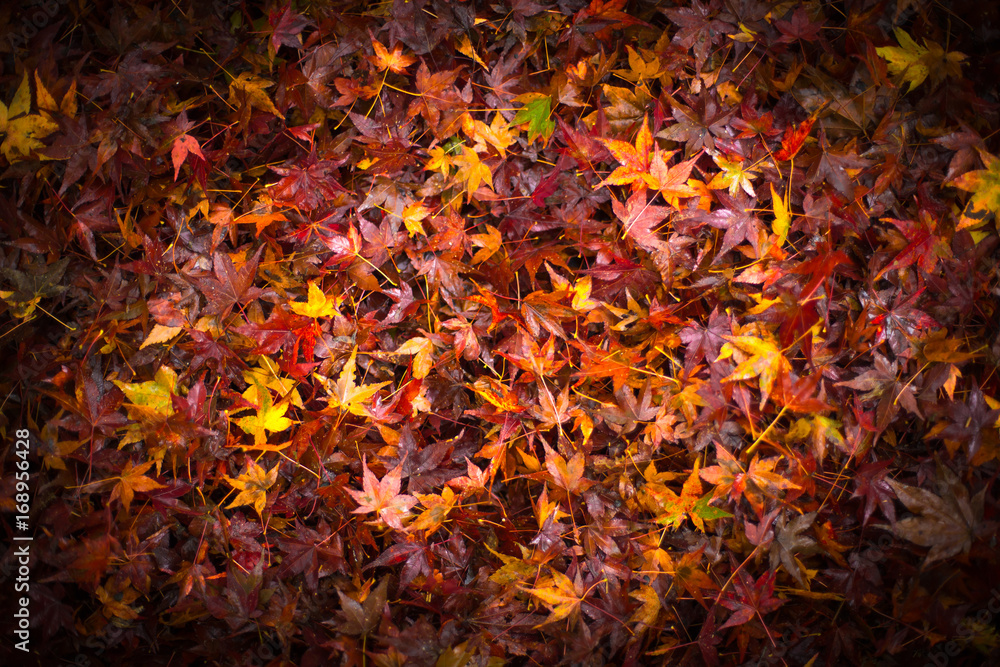 Red maple leaf fall on ground Japan Autumn season Red maple leaf fall on ground Japan Autumn season