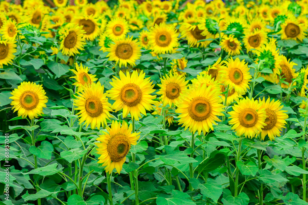 Fototapeta premium Sunflowers field blooming in the garden at sunny summer or spring day in Yamanashi Prefecture, Japan .